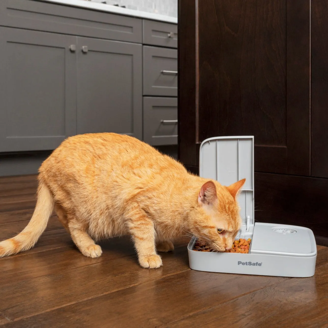 Automatic 2 Meal Pet Feeder