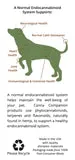 Canna Companion™ Whole Plant Hemp Oil for Large/Extra Large Dogs over 40lbs- 90ML/3oz bottle with syringe