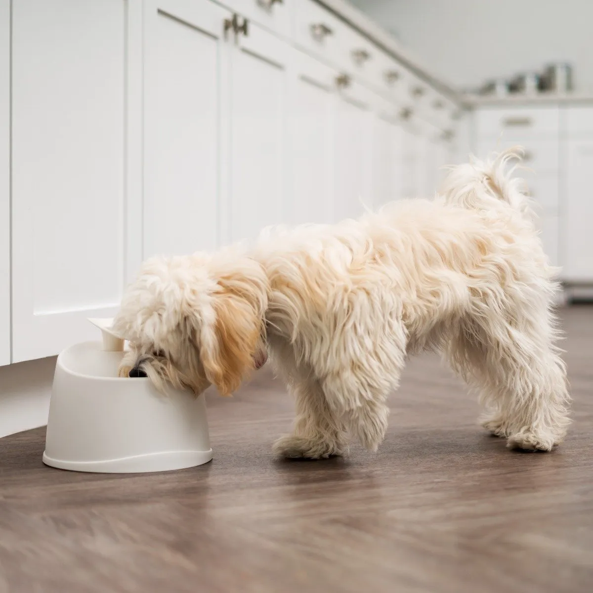 Pet Water Fountain