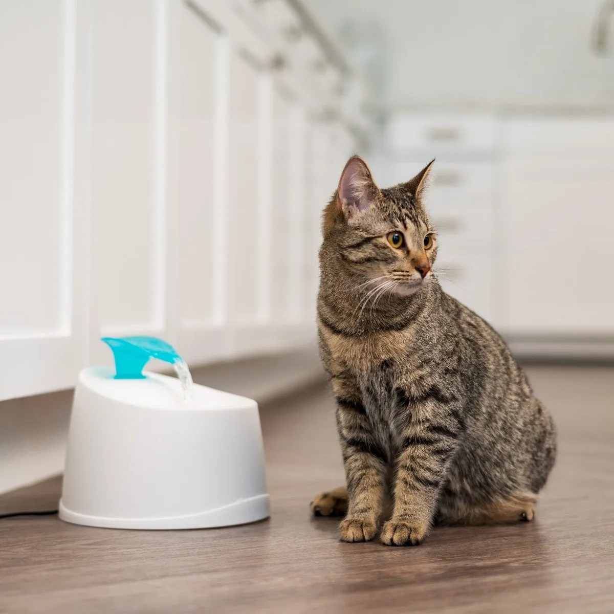 Pet Water Fountain