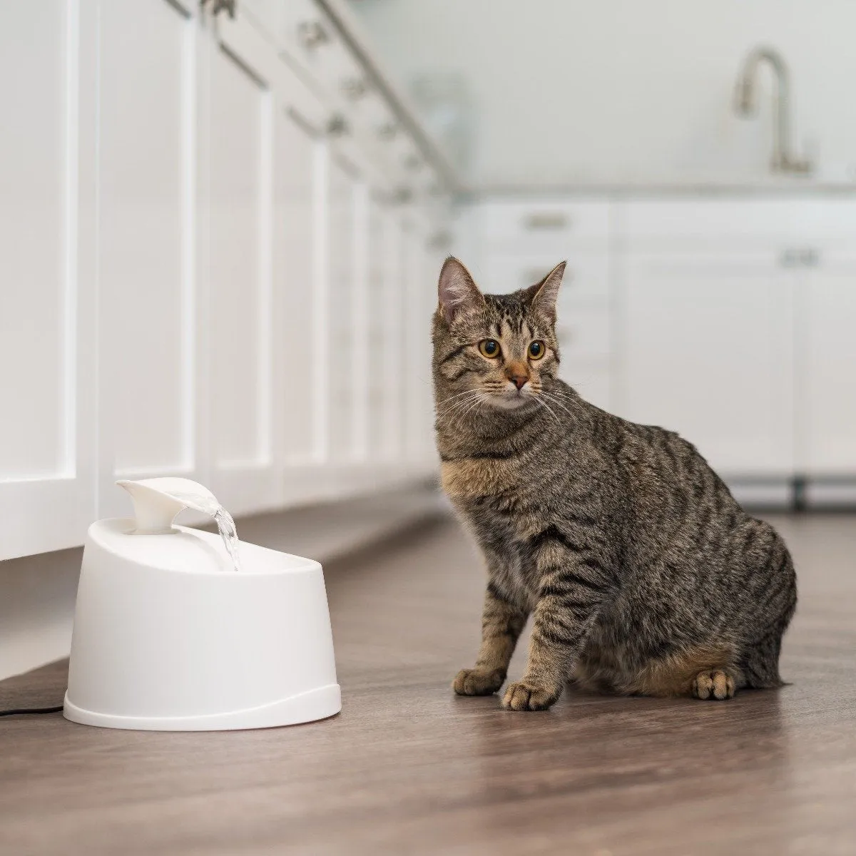 Pet Water Fountain